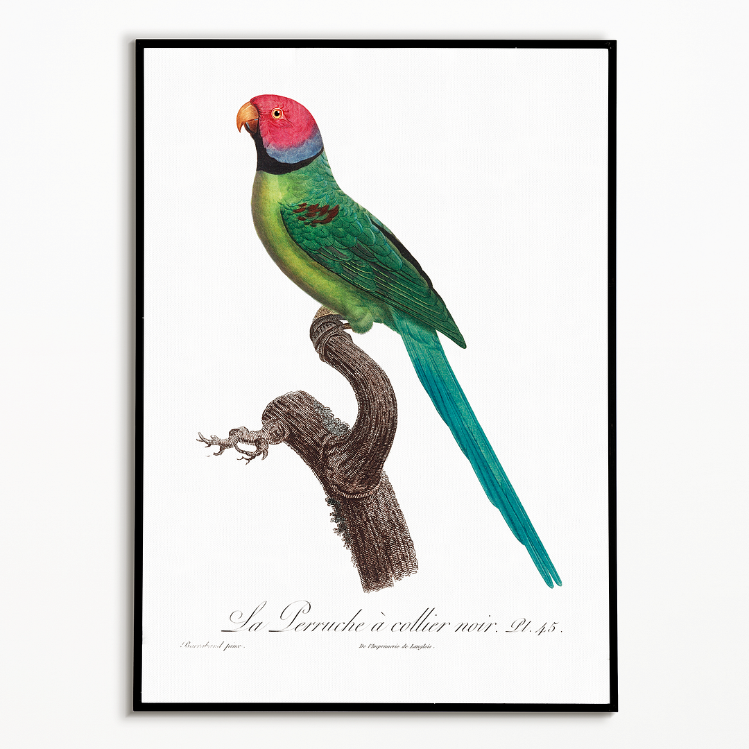 The Rose-Ringed Parakeet, Psittacula krameri II - Art Print