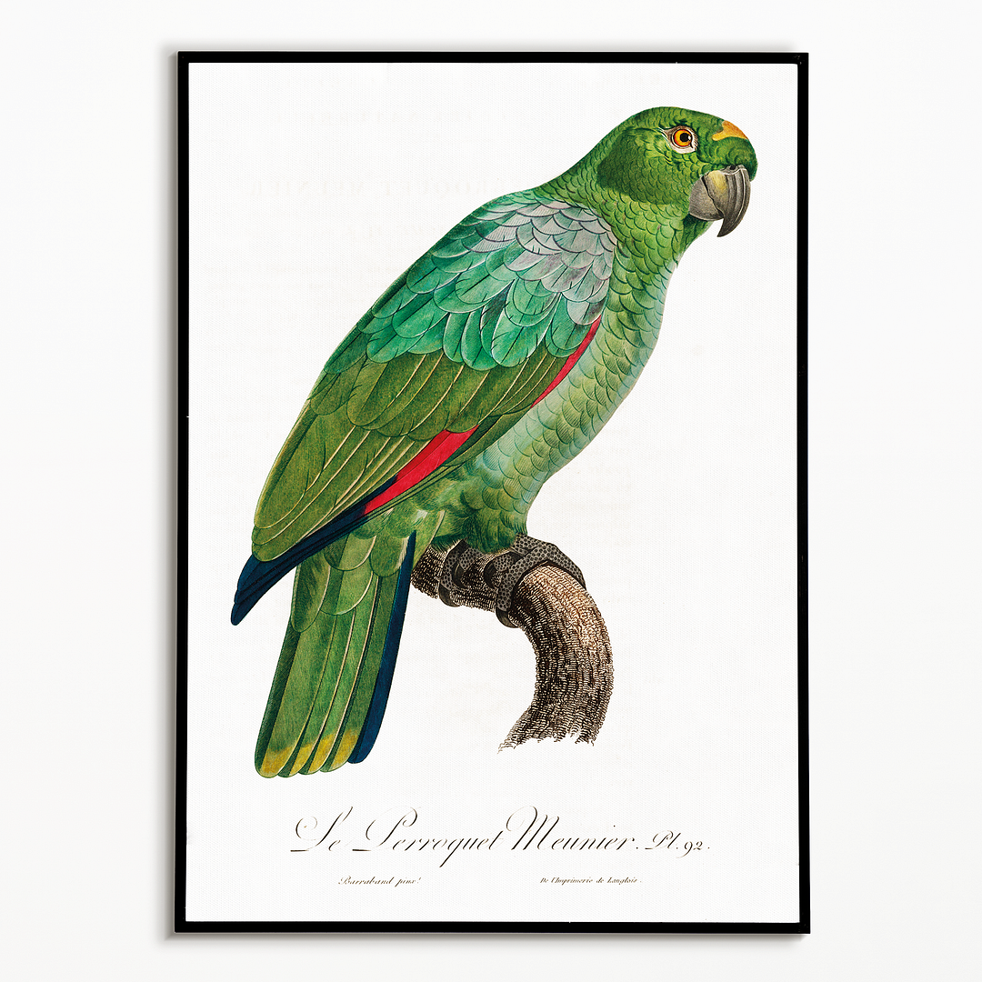 The Southern Mealy Amazon, Amazona farinosa - Art Print