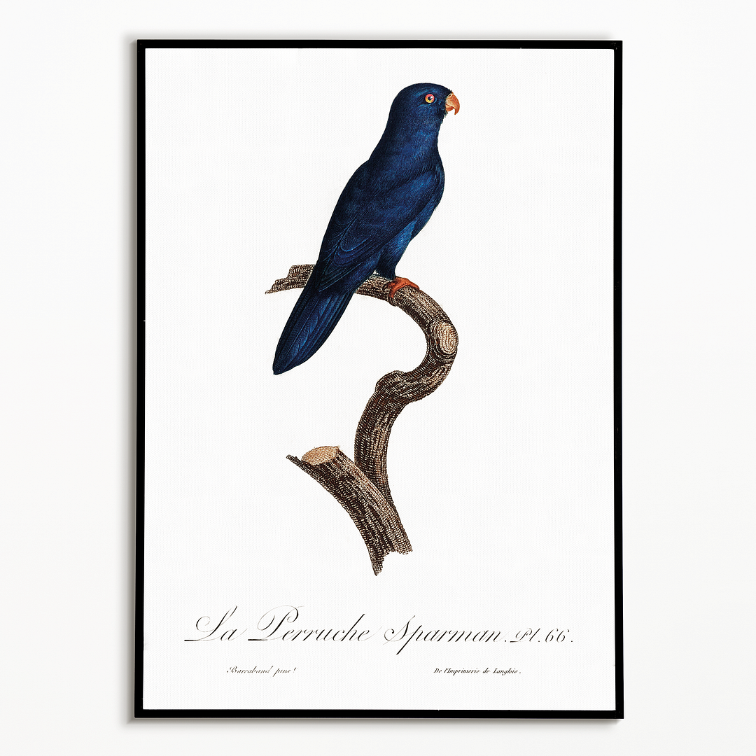 The Sparman Parakeet (Cyanoramphus novaezelandiae) - Art Print