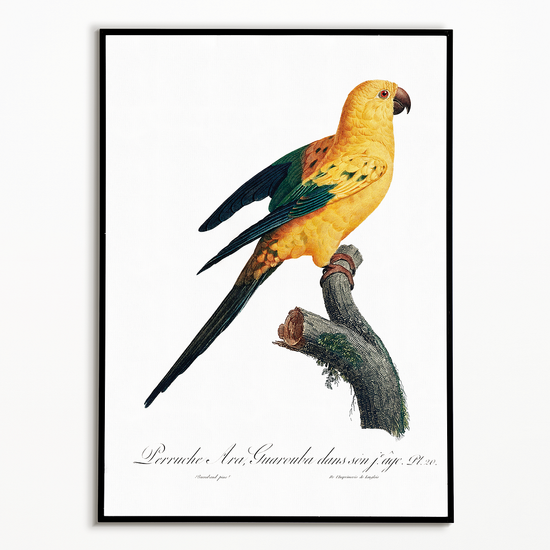 The Sun Parakeet, Aratinga solstitialis - Art Print