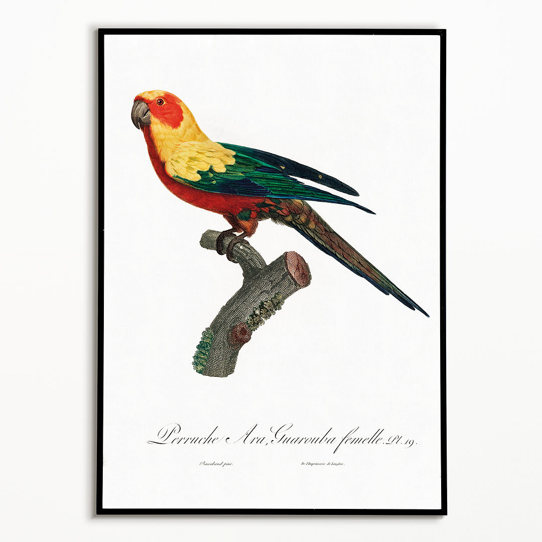 The Sun Parakeet, Aratinga solstitialis, female - Art Print