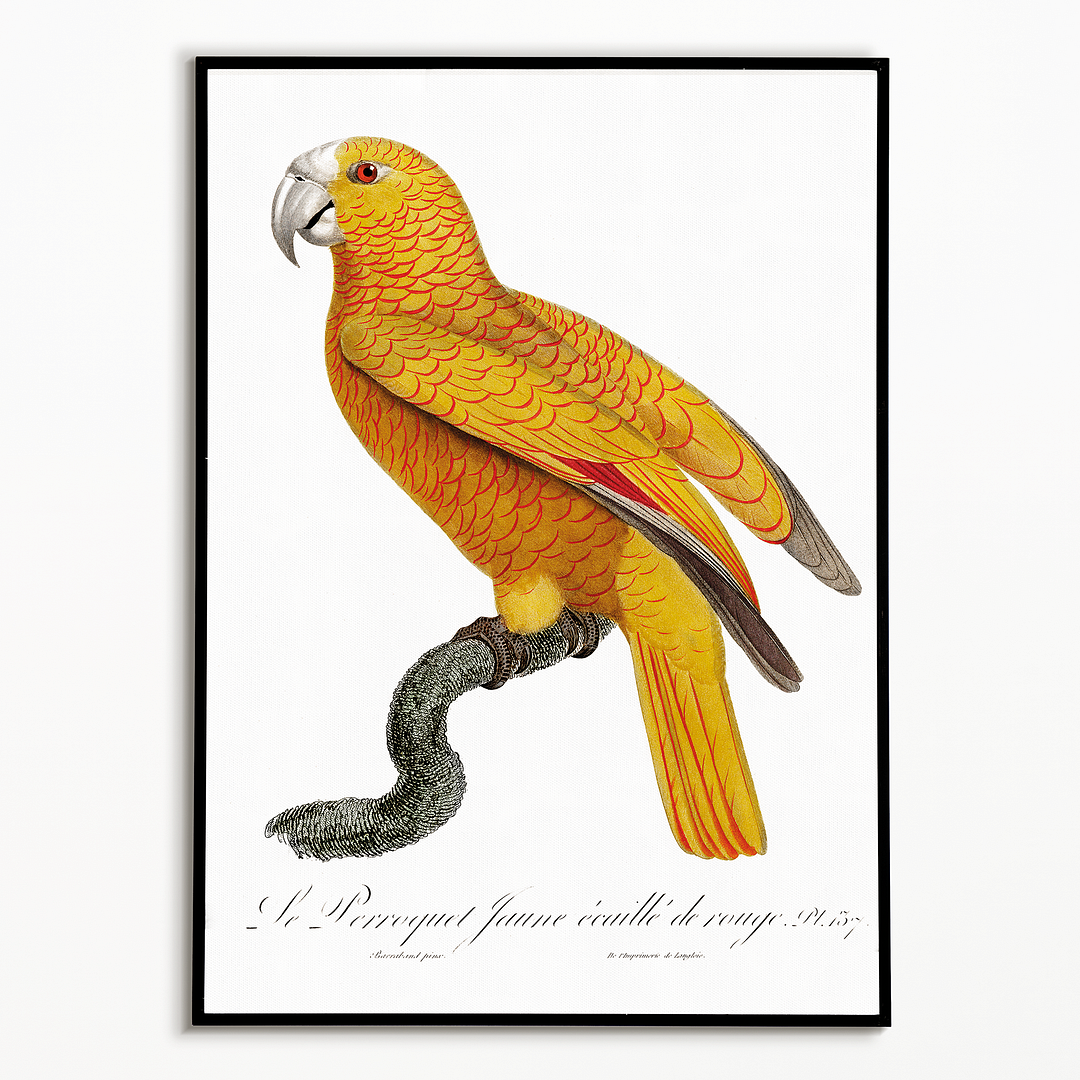 The Sun Parakeet, Aratinga solstitialis, male - Art Print