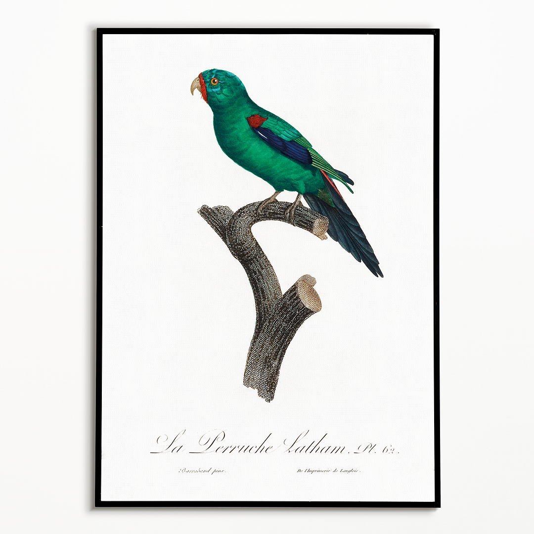The Swift Parrot, Lathamus discolor I - Art Print