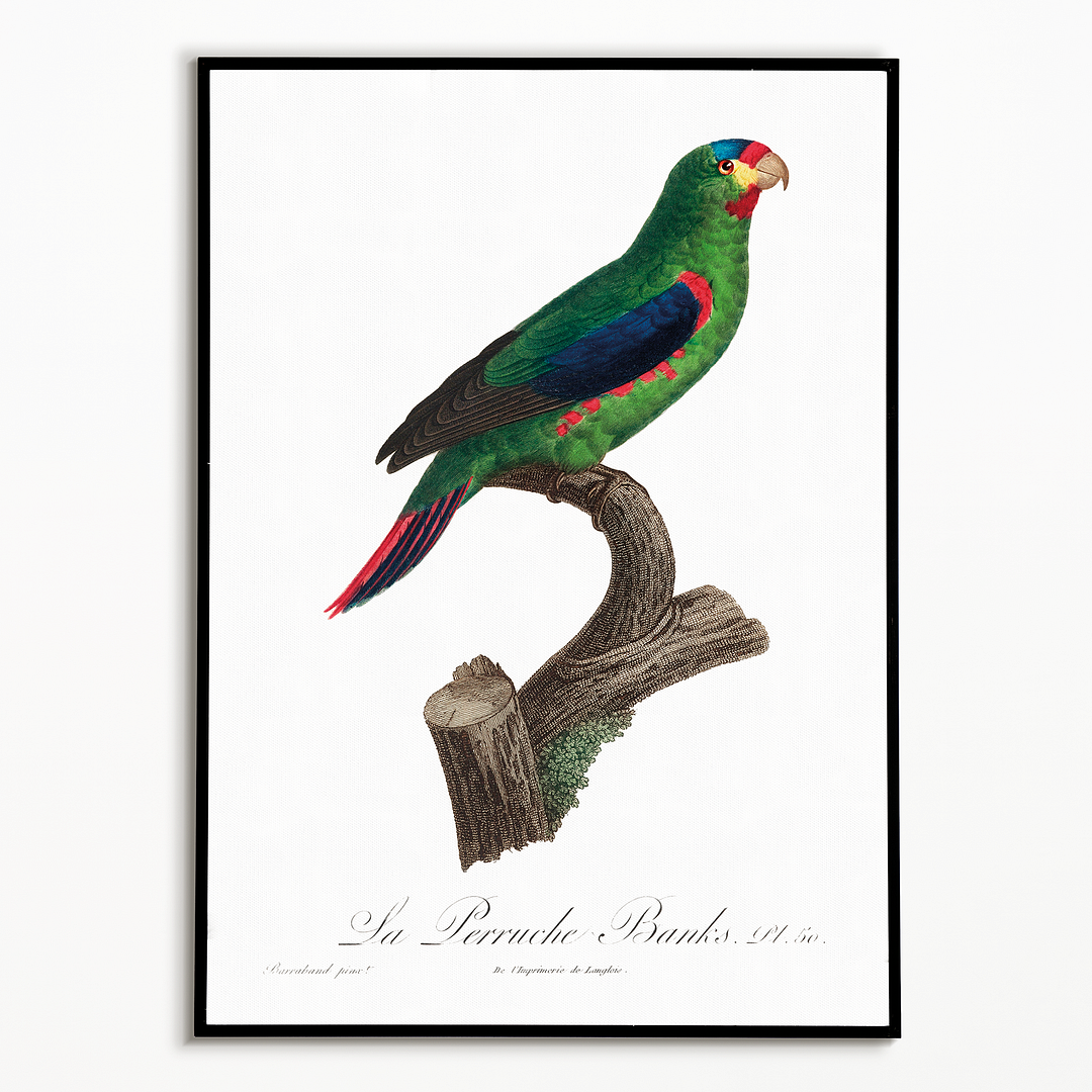 The swift parrot, Lathamus discolor II - Art Print