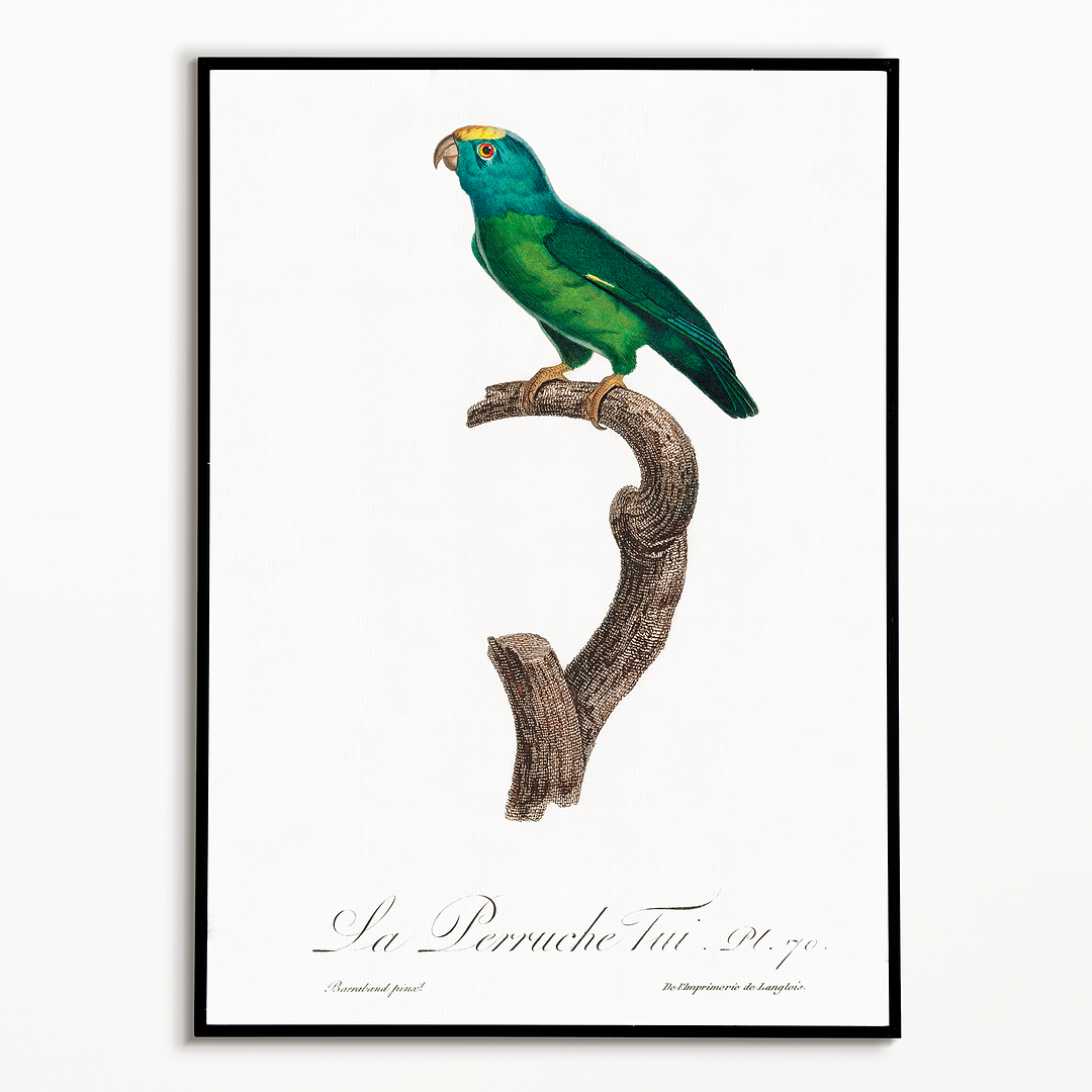 The Tui Parakeet, Brotogeris sanctithomae - Art Print