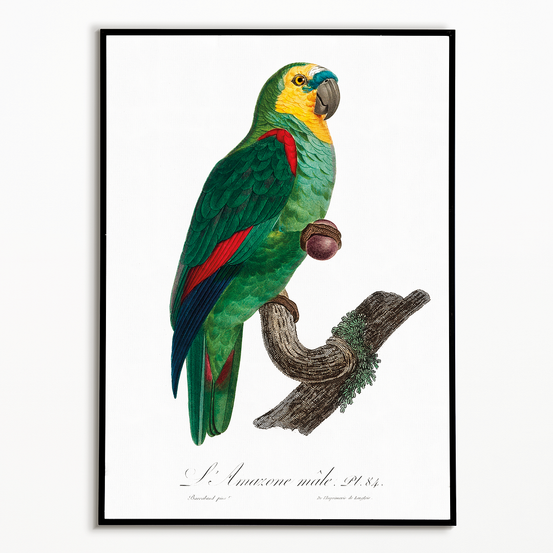 The Turquoise-Fronted Amazon, Amazona aestiva III - Art Print