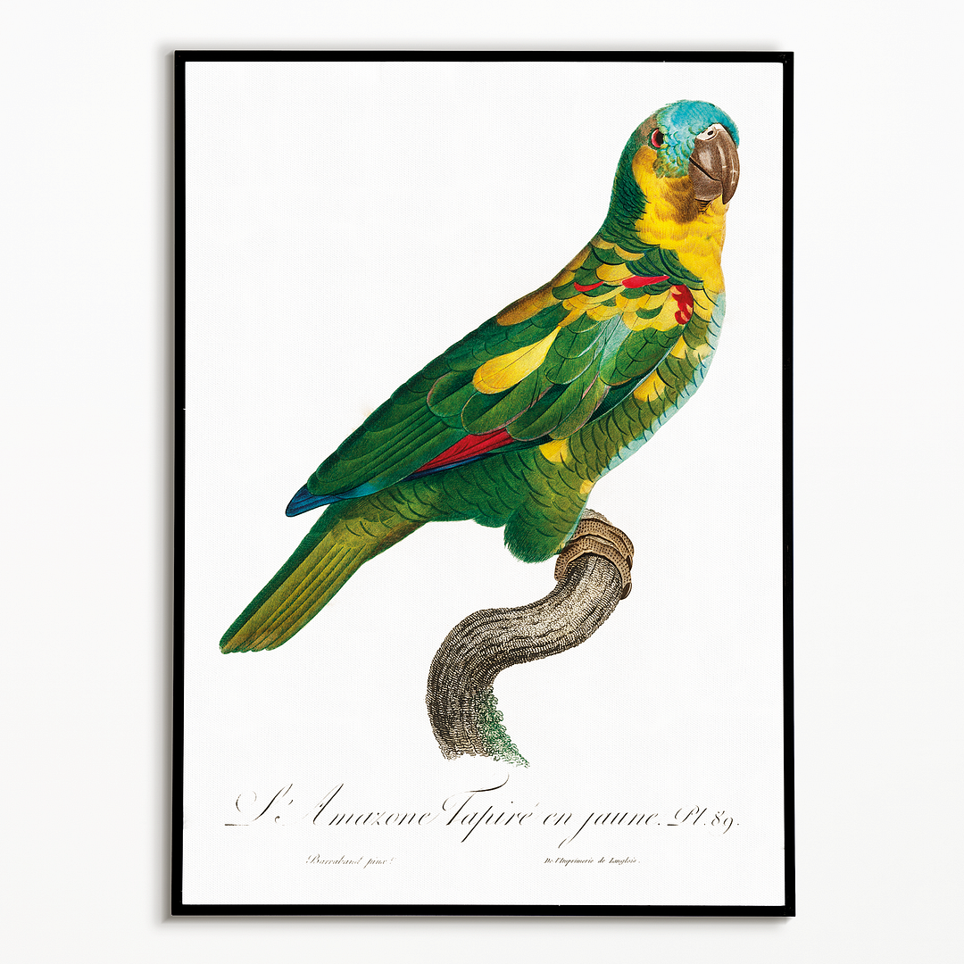 The Turquoise-Fronted Amazon, Amazona aestiva II - Art Print