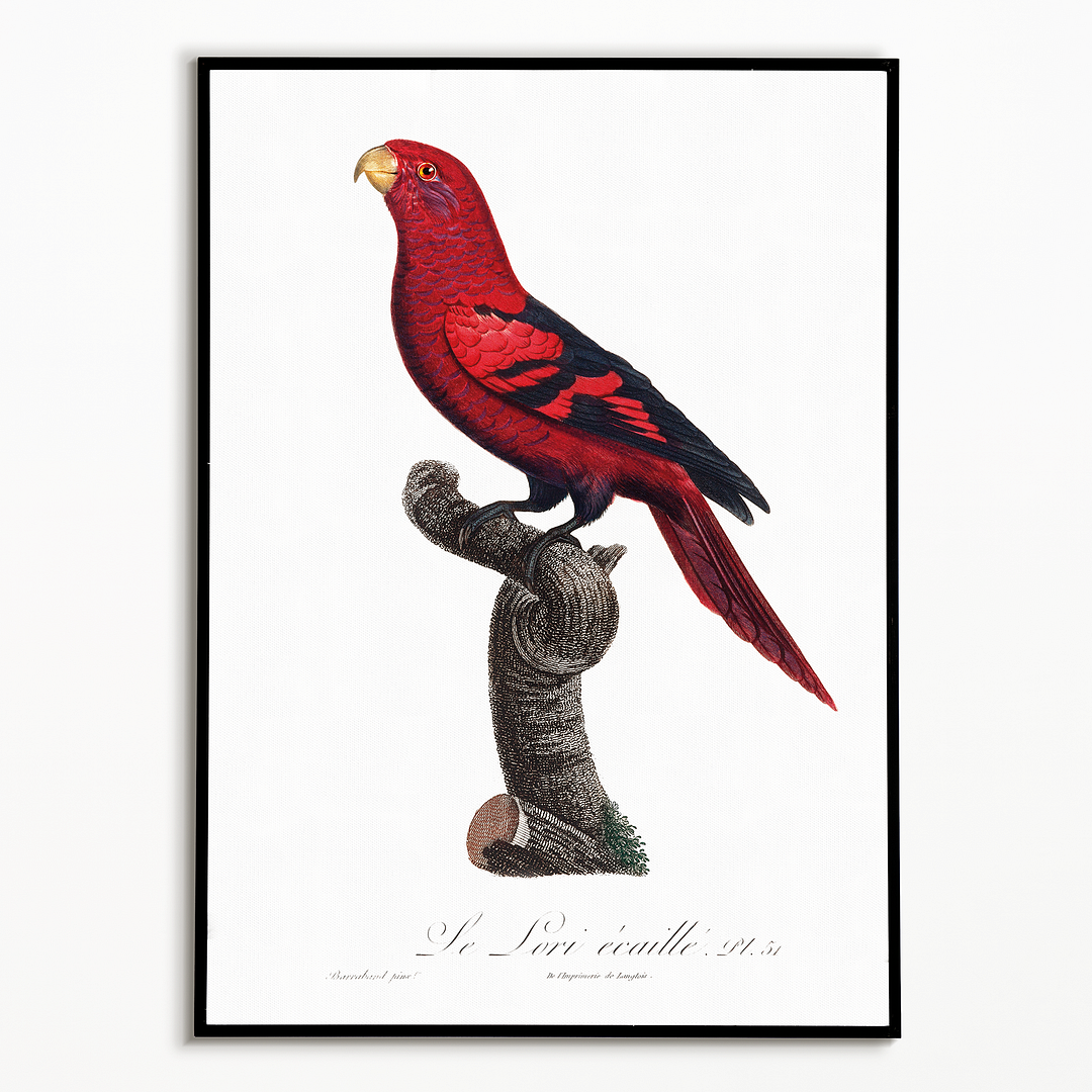 The Violet-Necked Lory, Eos squamata - Art Print