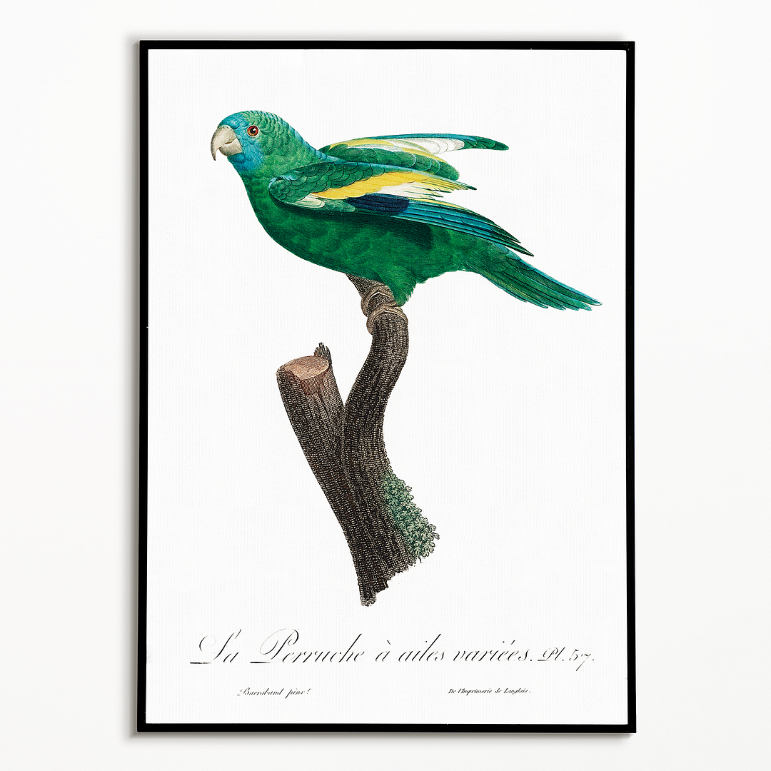 The white-winged parakeet, Brotogeris versicolurus - Art Print