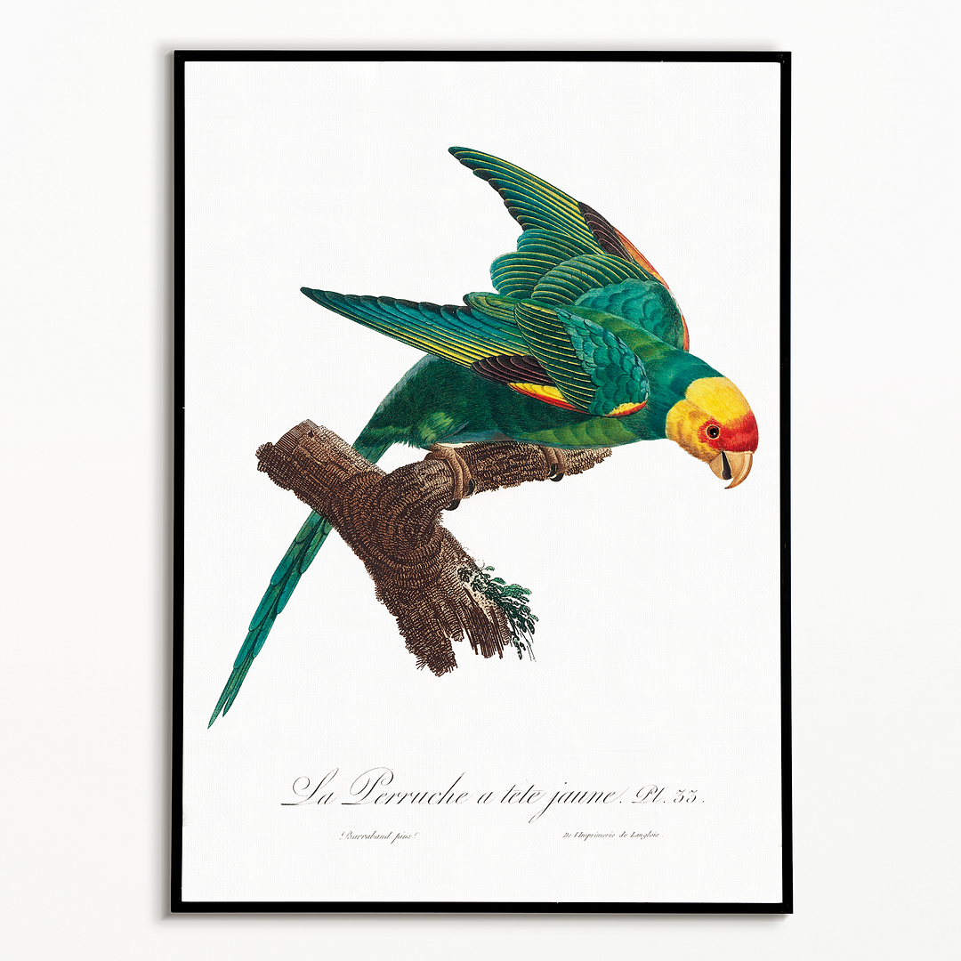 The Yellow-Crowned Parakeet, Cyanoramphus auriceps II - Art Print