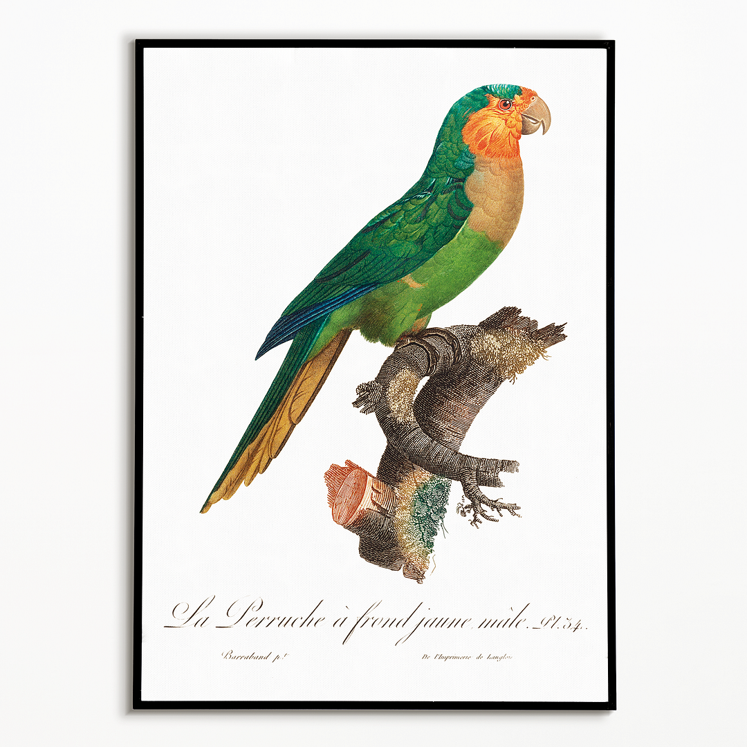 The Yellow-Headed Amazon, Amazona oratrix, male - Art Print