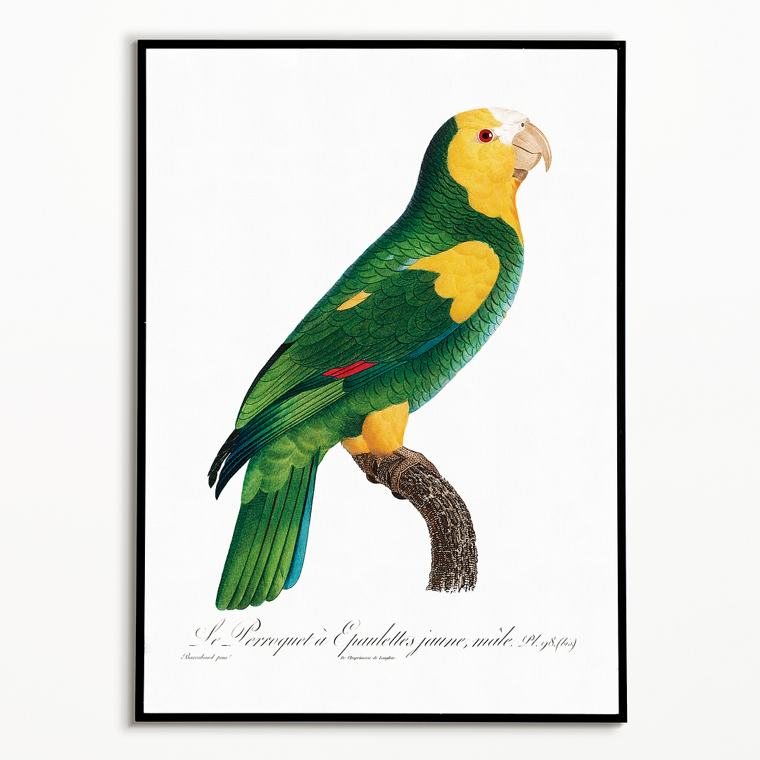 The Yellow-shouldered amazon - Art Print