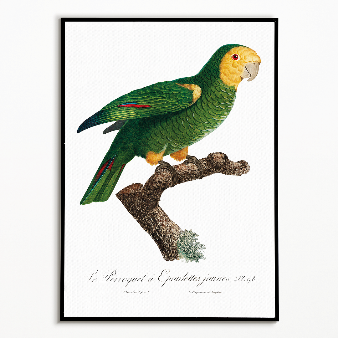 The Yellow-Shouldered Amazon, Amazona barbadensis II - Art Print