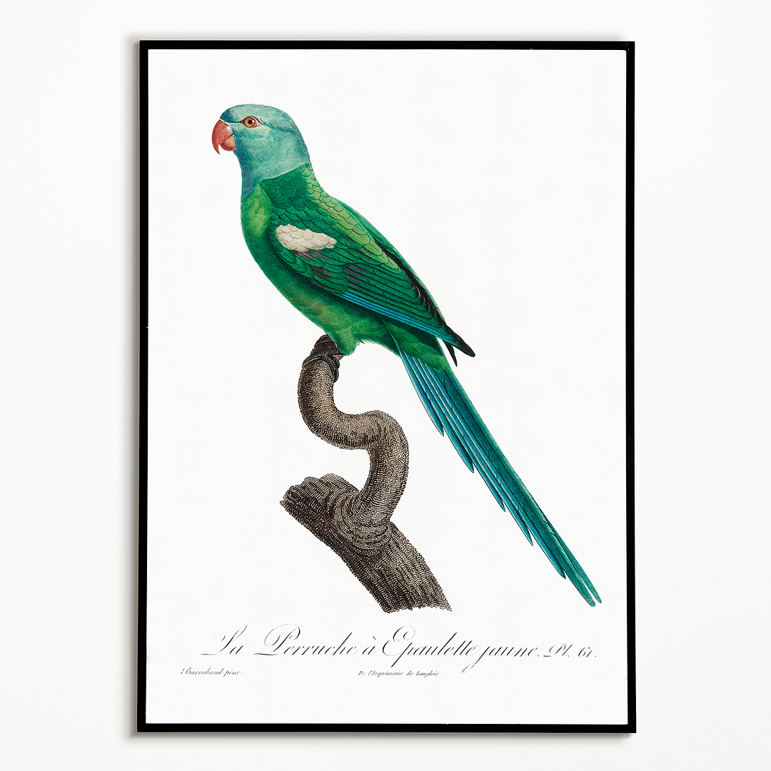 The Yellow-Shouldered Amazon, Amazona barbadensis I - Art Print