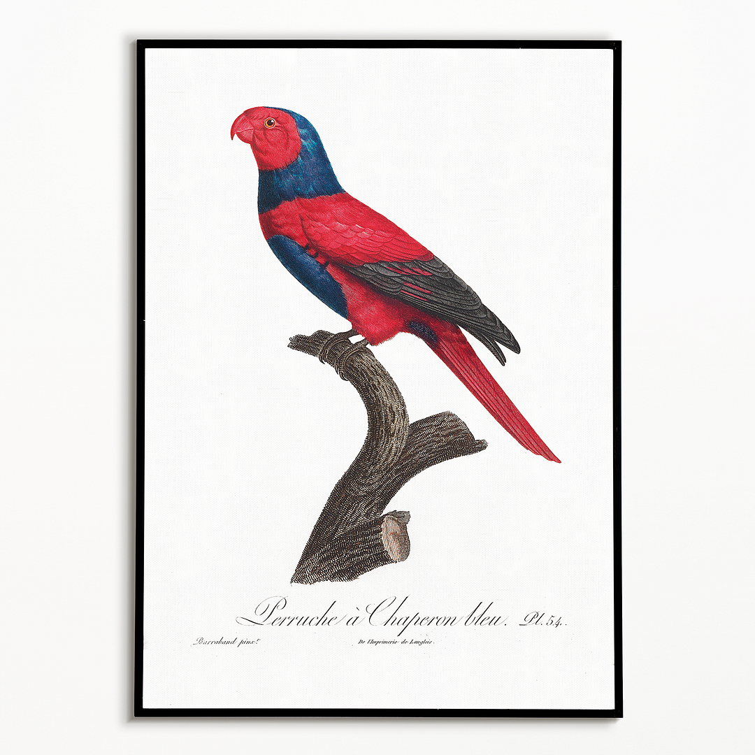 Violet-necked lory, Eos squamata - Art Print
