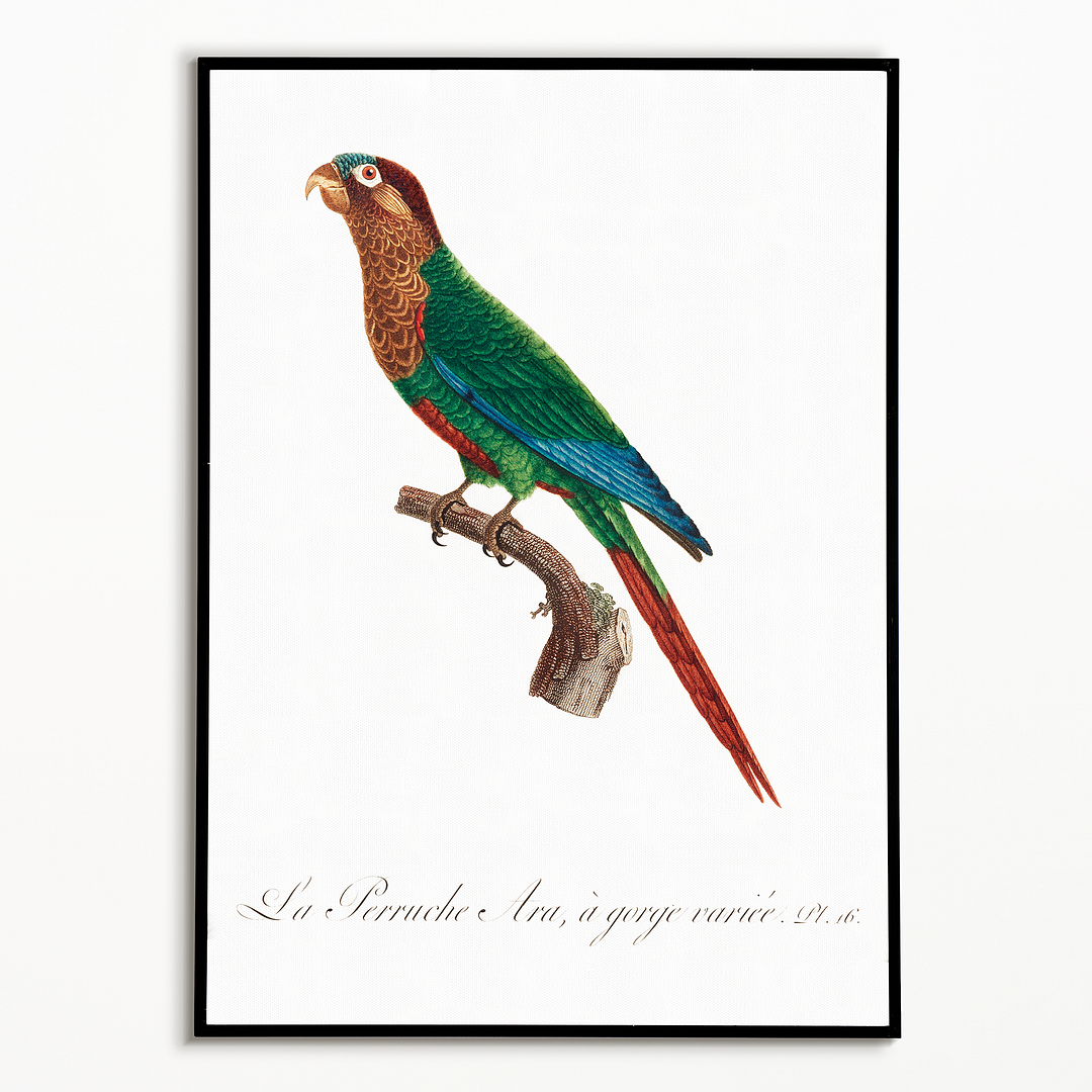 Wave-Breasted Parakeet - Art Print