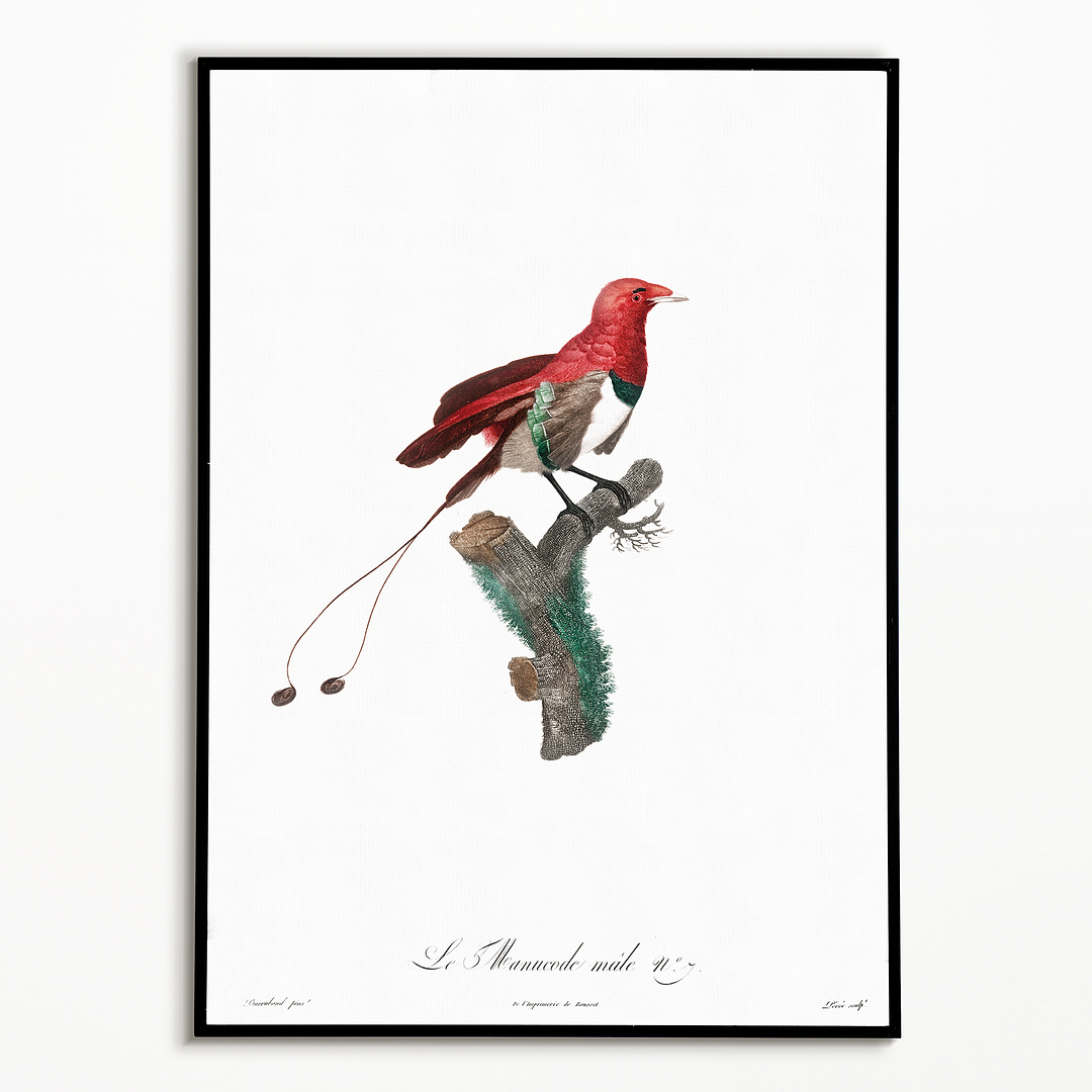 King bird of paradise, male - Art Print