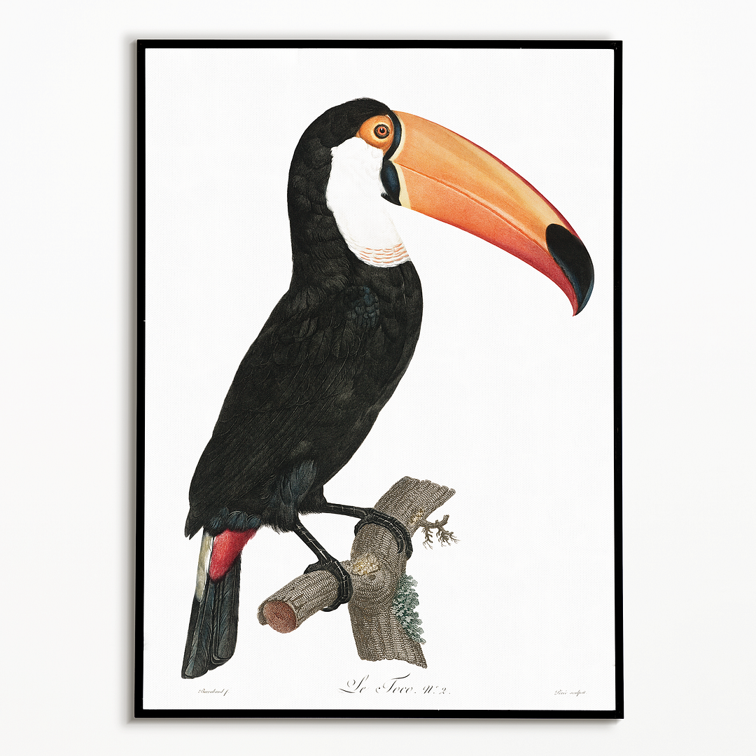 Toco toucan - Art Print