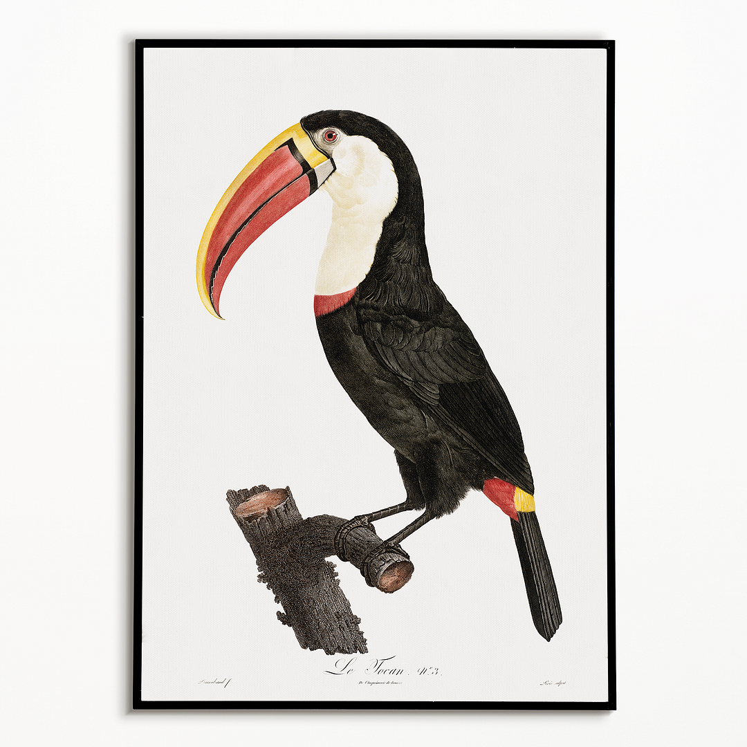 Toucan - Art Print