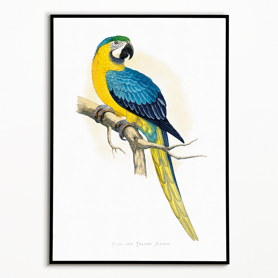 Blue and Yellow Macaw - Art Print