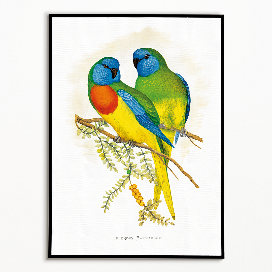 Splendid Parrakeet - Art Print
