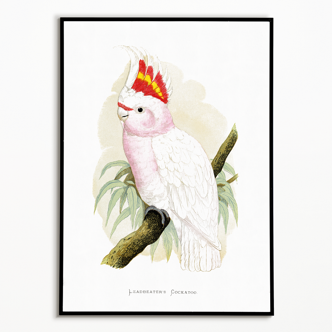 Leadbeater's Cockatoo - Art Print