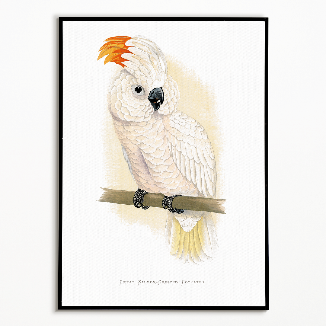 Great Salmon-Crested Cockatoo - Art Print