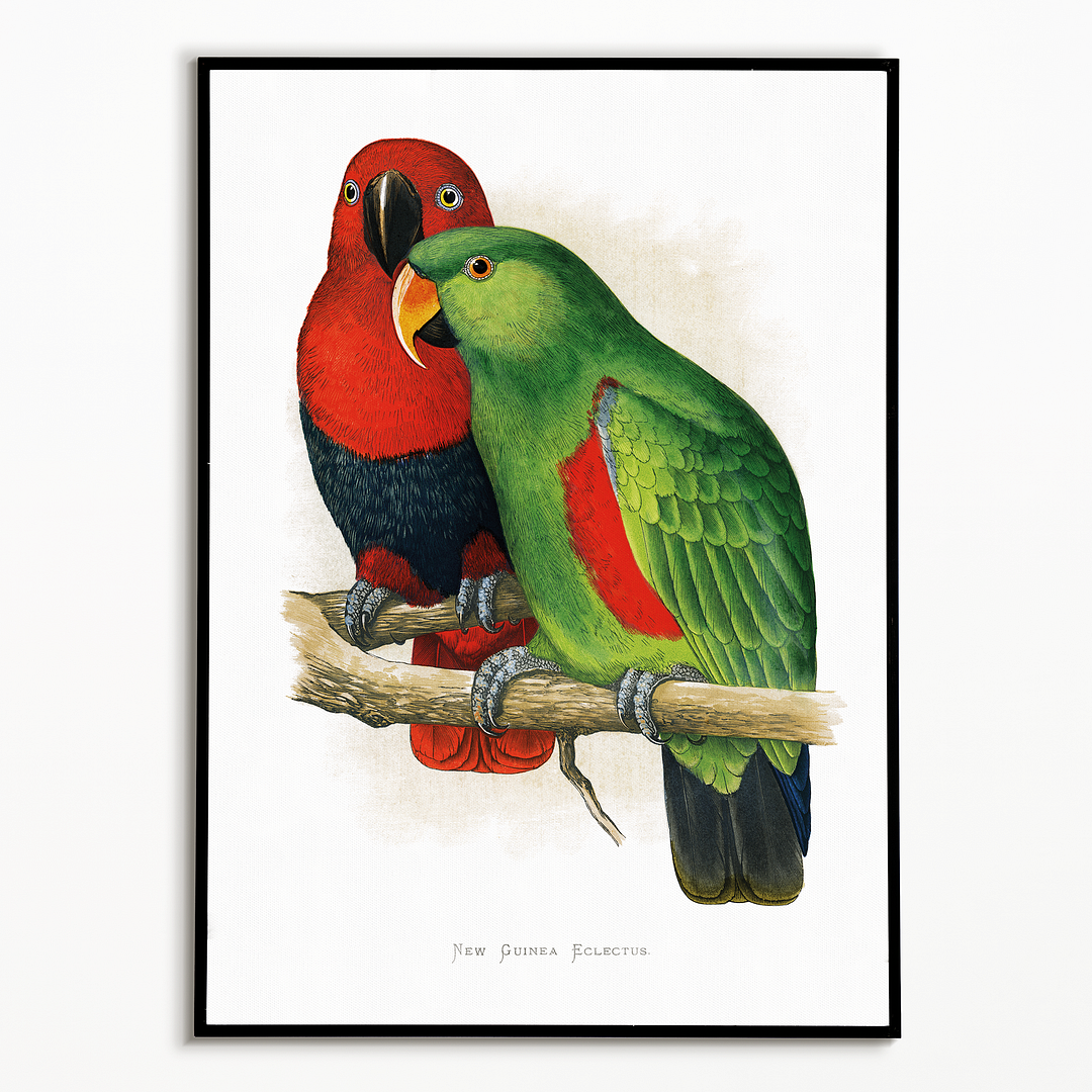 New Guinea Ecletus - Art Print