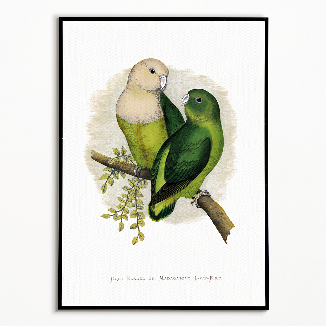 Grey-Headed or Madagascar Love-Bird - Art Print