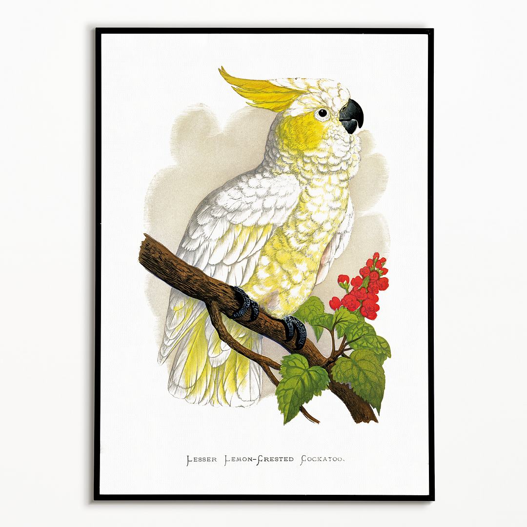 Lesser Lemon-Crested Cockatoo - Art Print