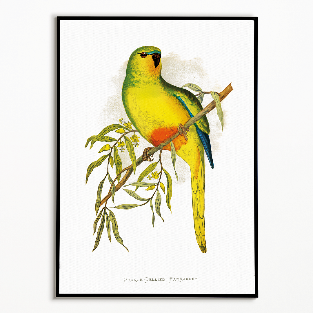 Orange-Bellied Parrakeet - Art Print
