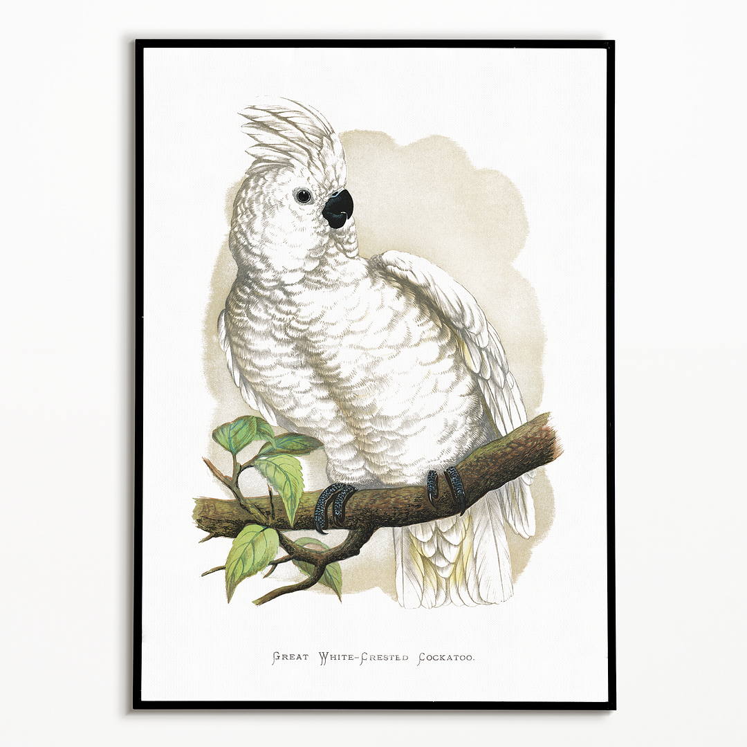 Great White-Crested Cockatoo - Art Print