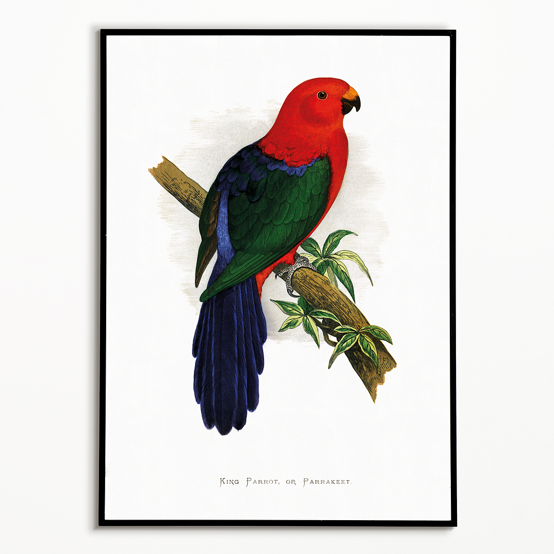 King Parrot - Art Print