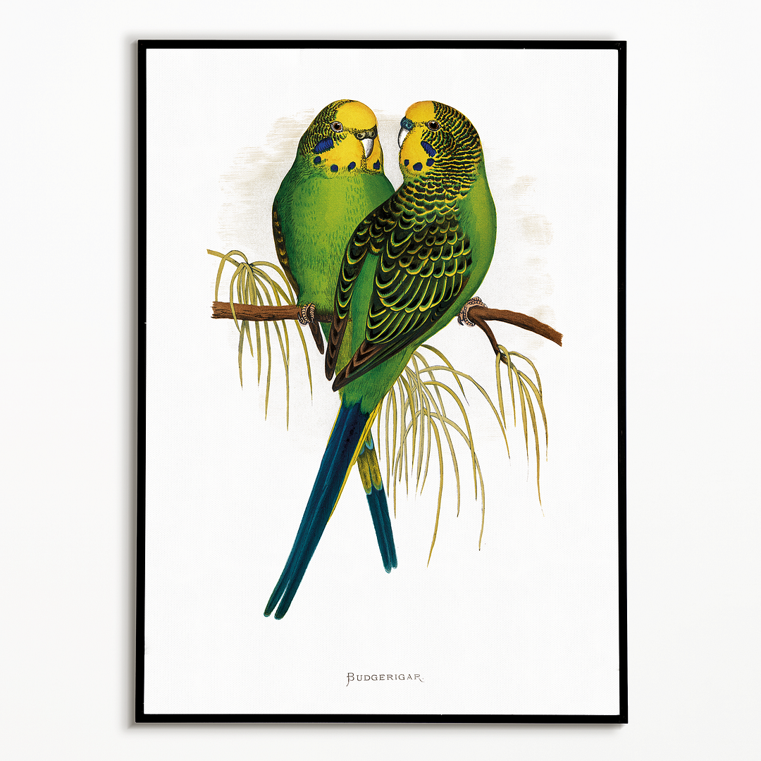 Budgerigar - Art Print