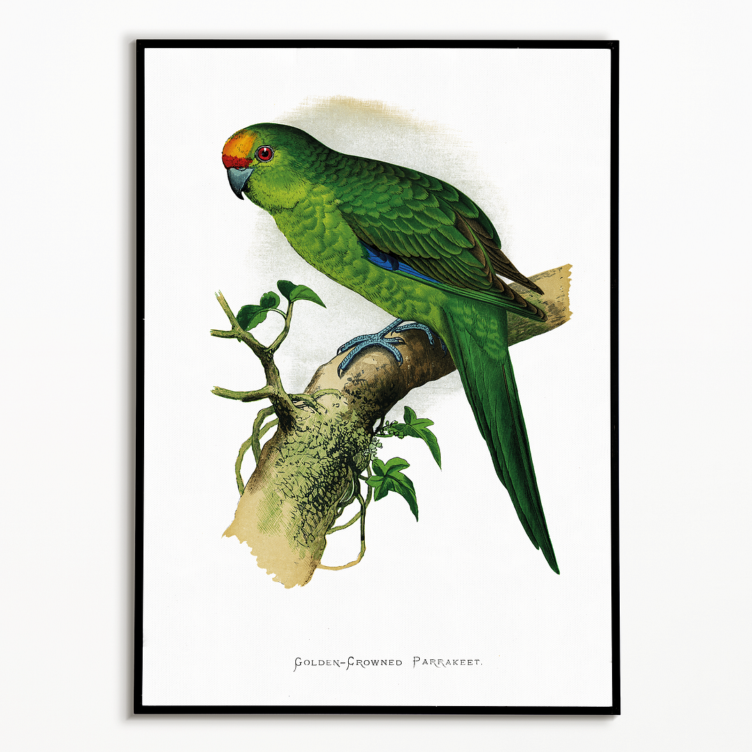 Golden-Crowned Parrakeet - Art Print