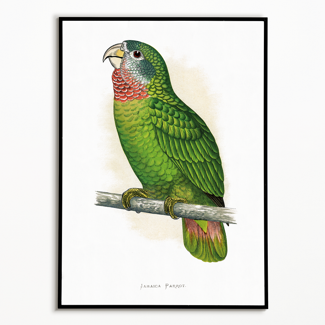 Jamaica Parrot - Art Print