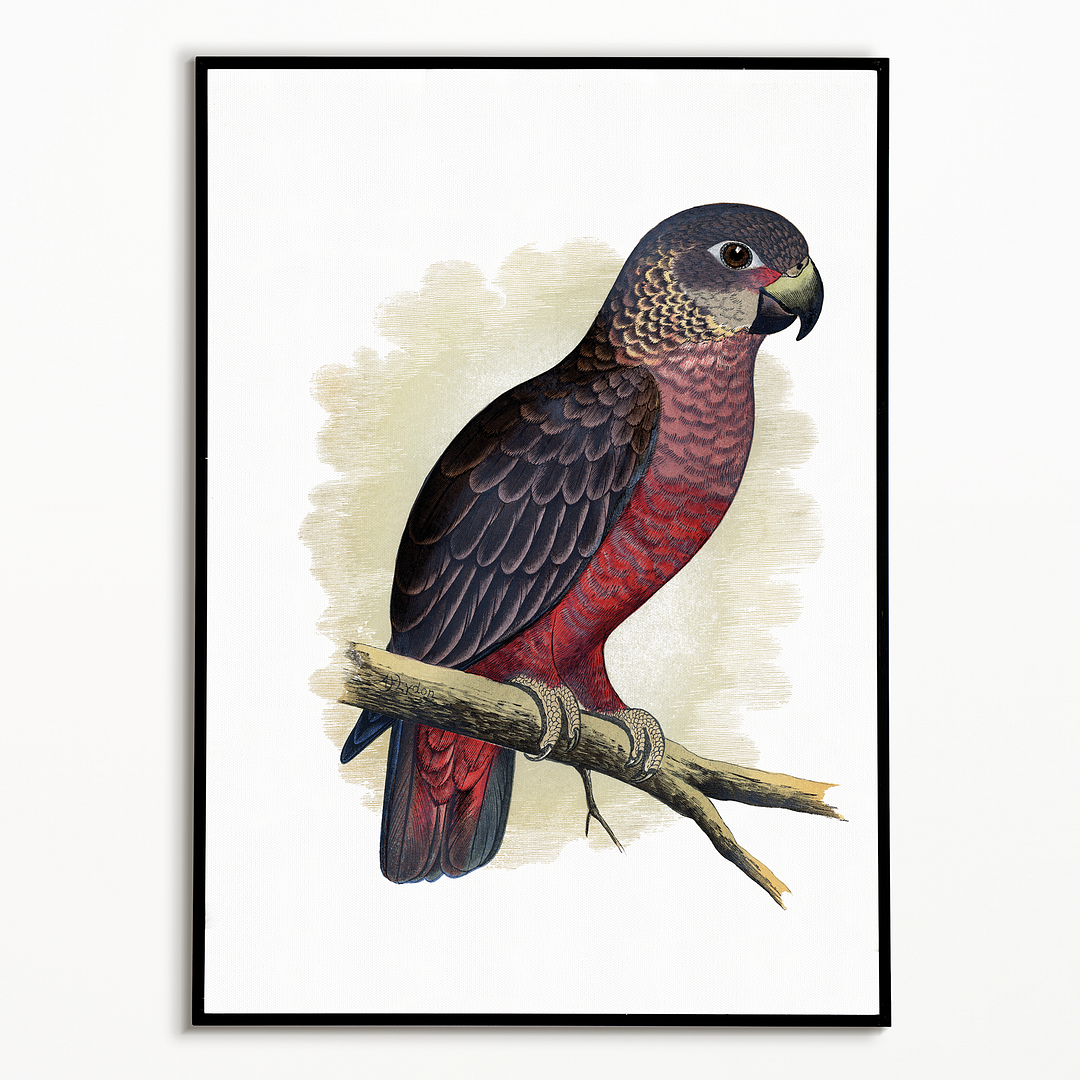 Dusky or Violet Parrot - Art Print