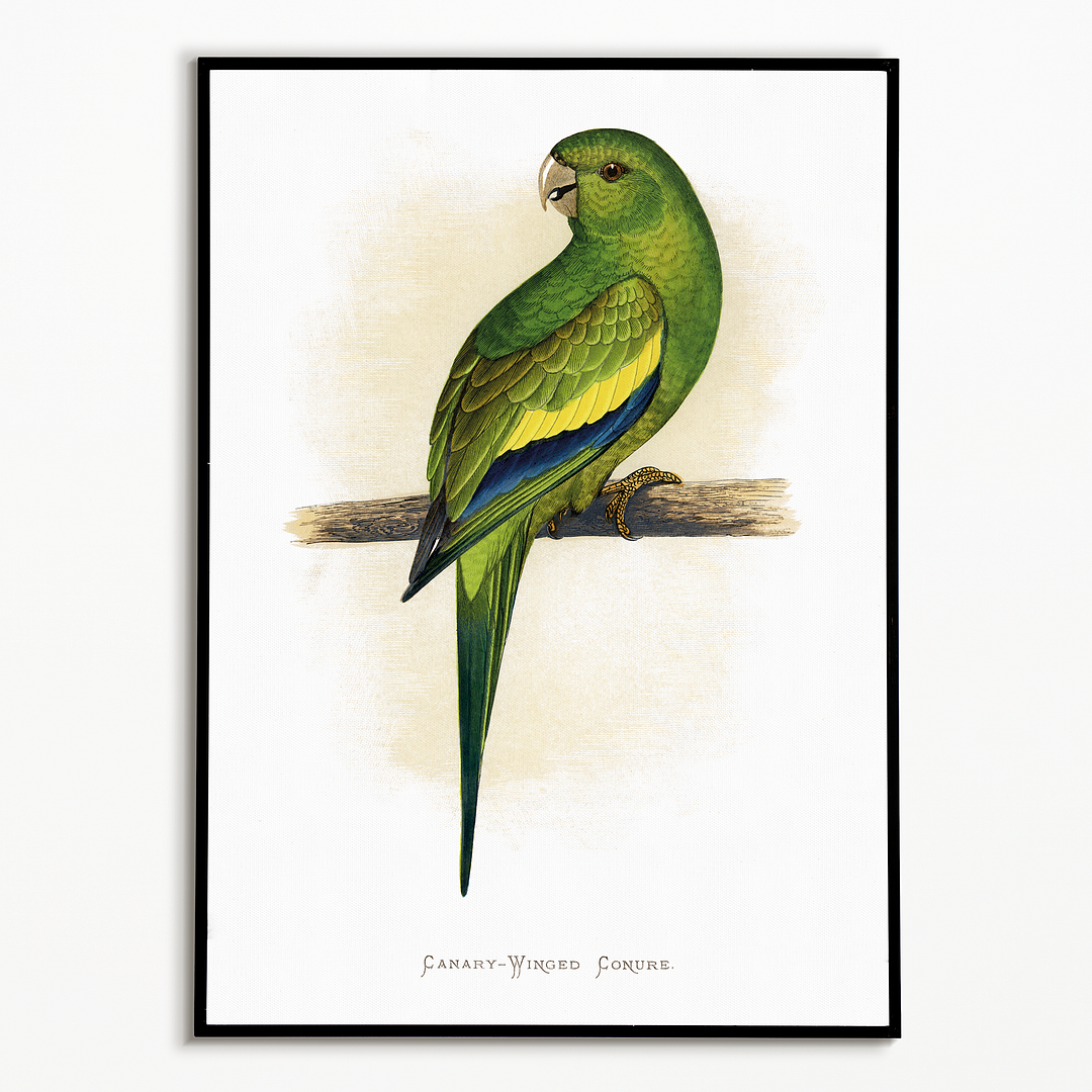 Canary-Winged Conure - Art Print