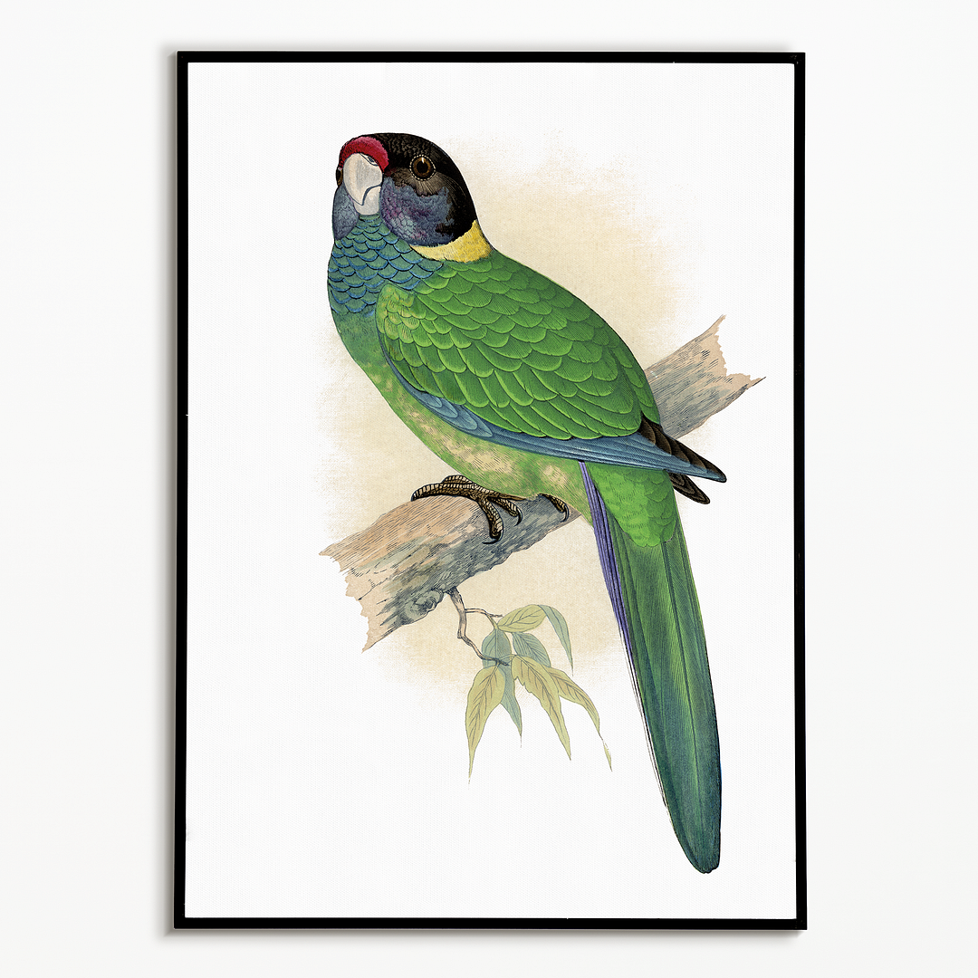 Yellow-Naped Parrakeet - Art Print