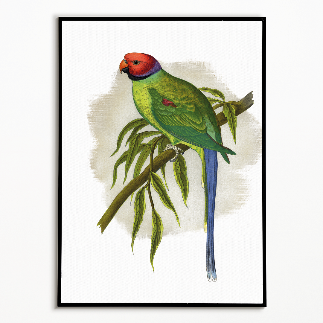 Blossom-Headed Parrakeet - Art Print