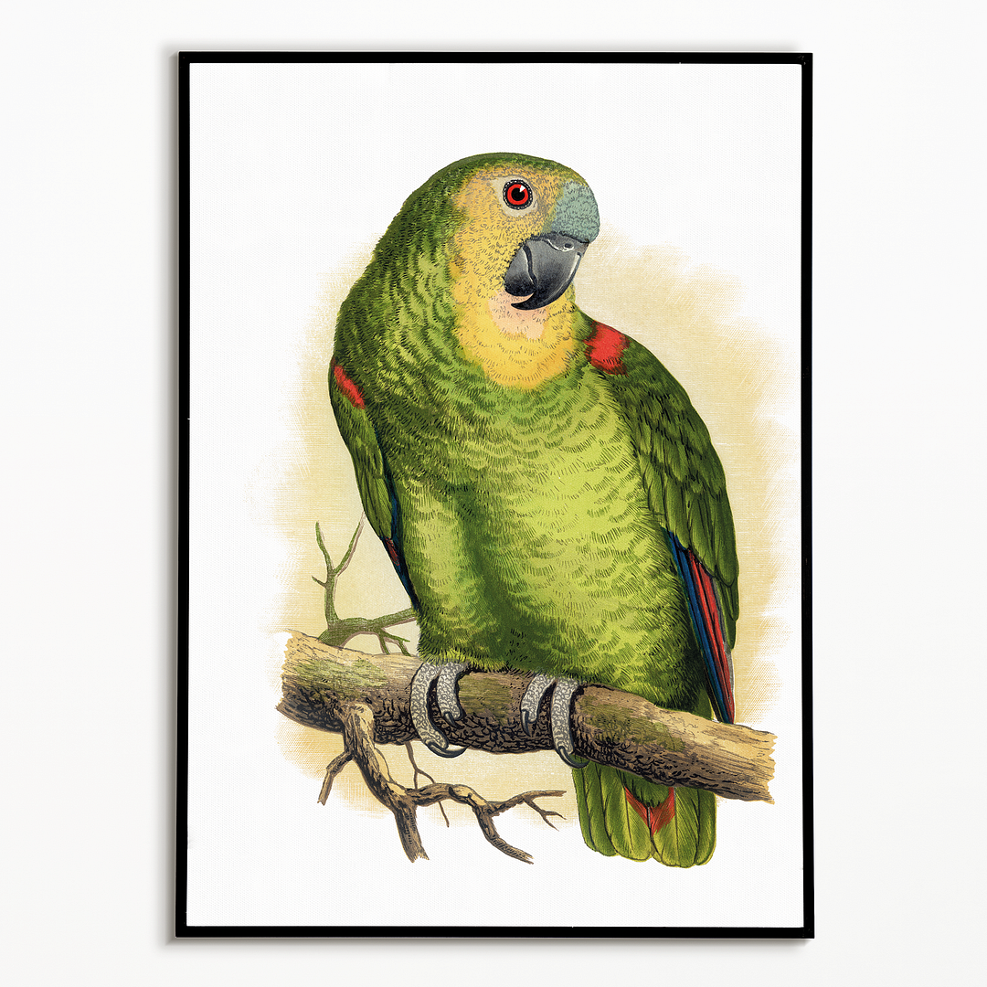 Blue-Fronted Amazon - Art Print