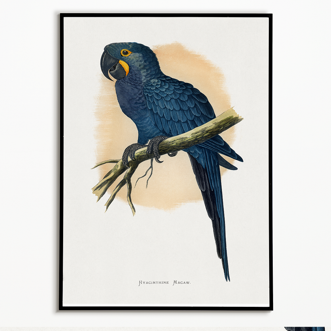 Hyacinthine Macaw - Art Print