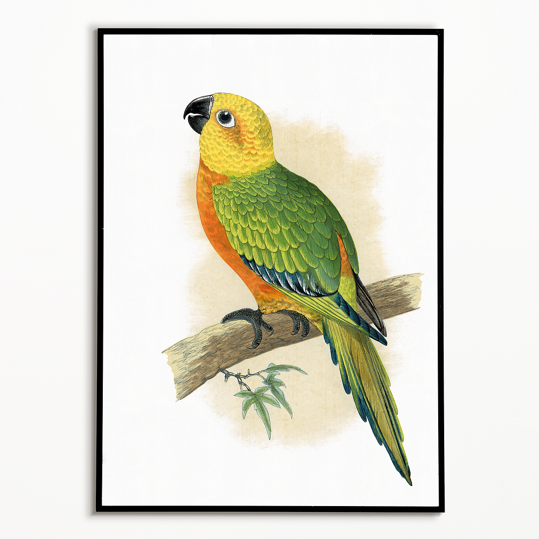 Jendaya Conure - Art Print