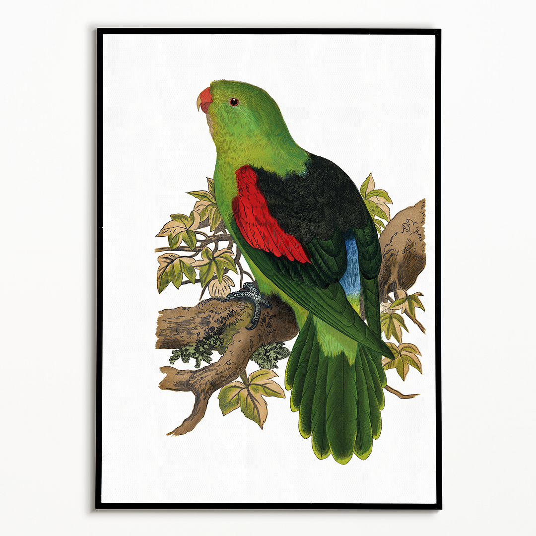 Red-winged parakeet - Art Print