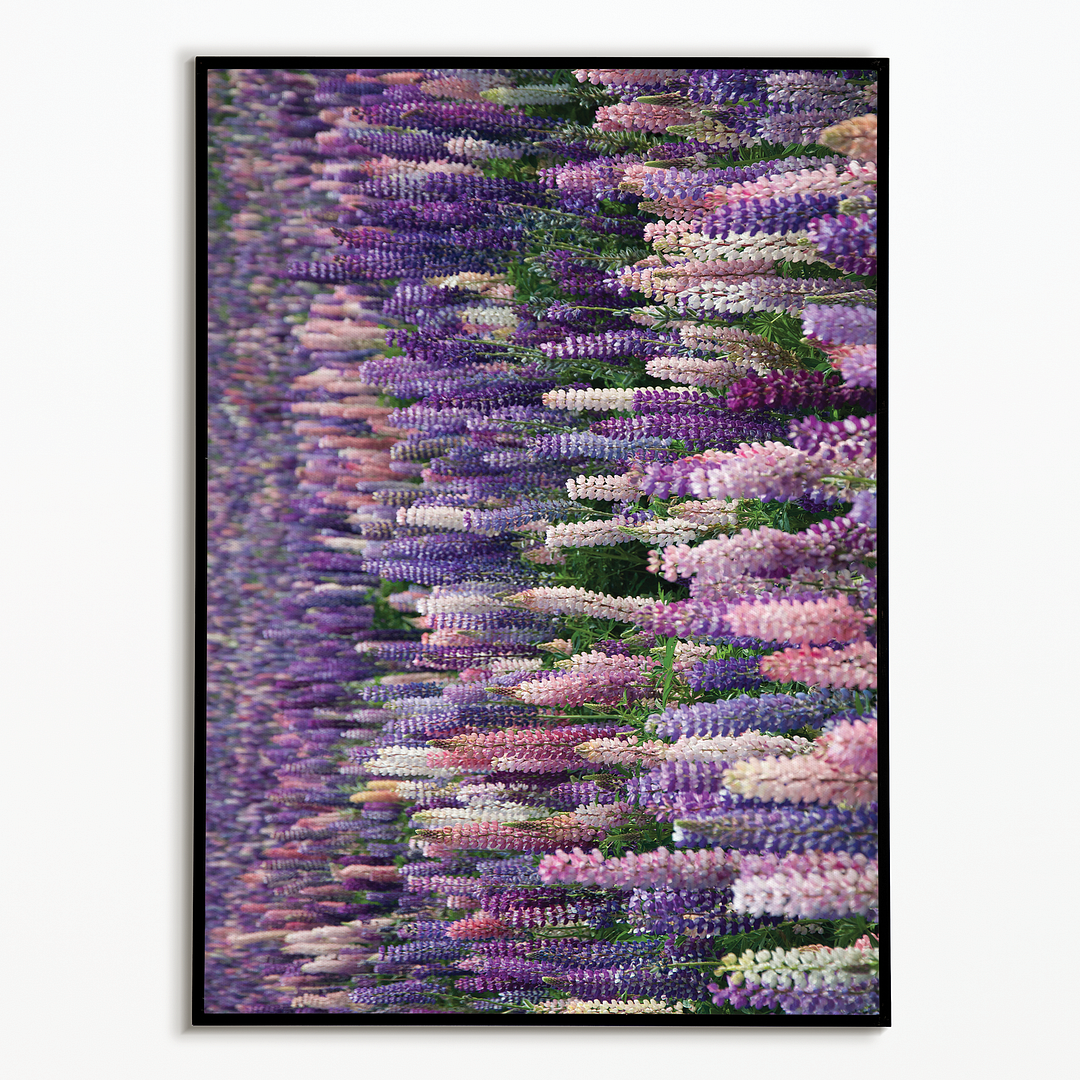 A field with lupine flowers - Art Print