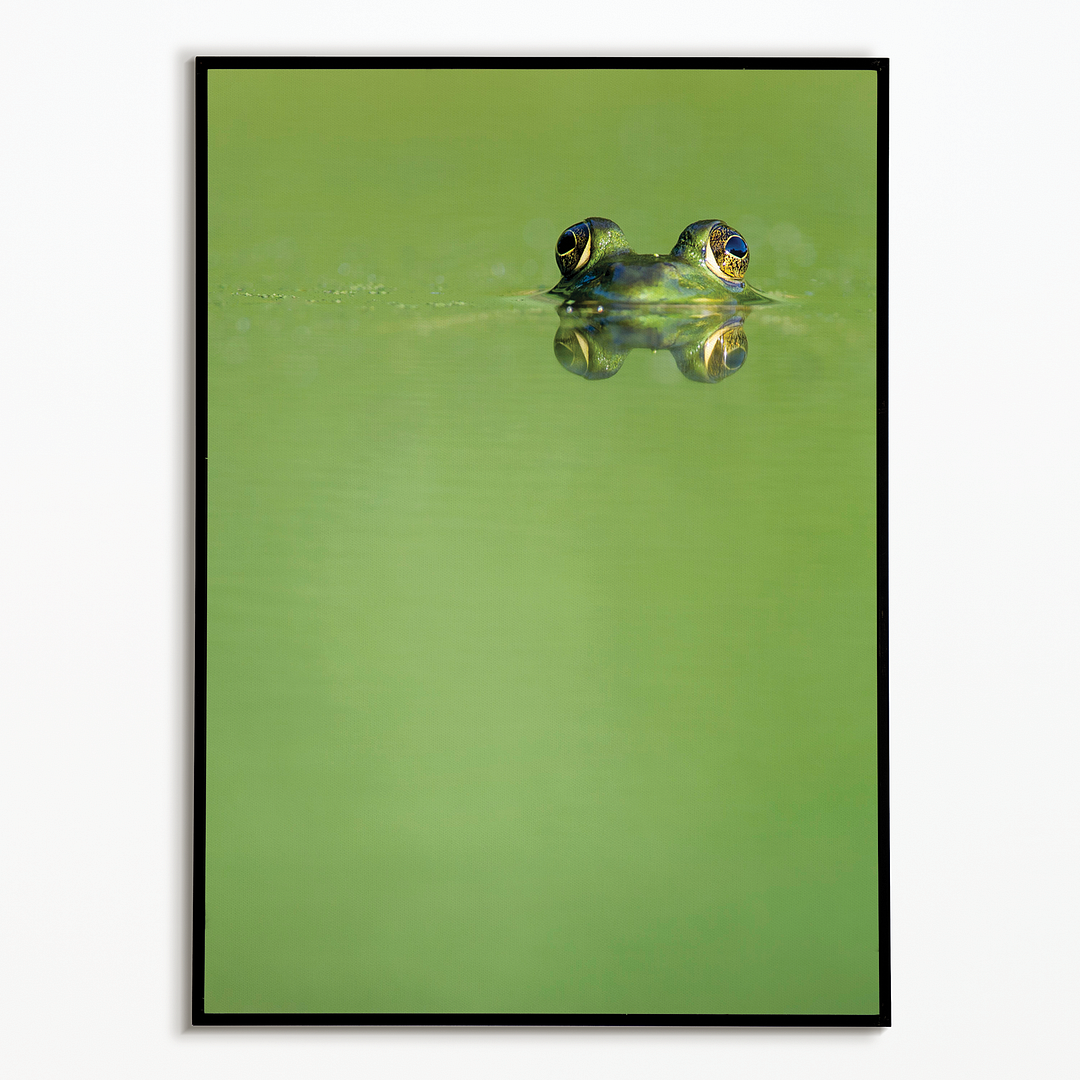Green frog swimming in the water. - Art Print