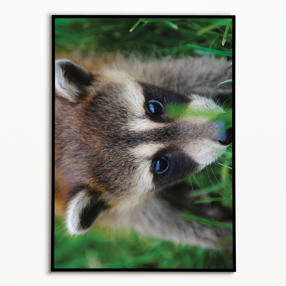 A close-up of a raccoon - Art Print