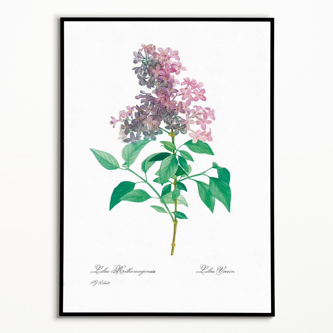 Persian lilac By Pierre-Joseph Redouté - Art Print