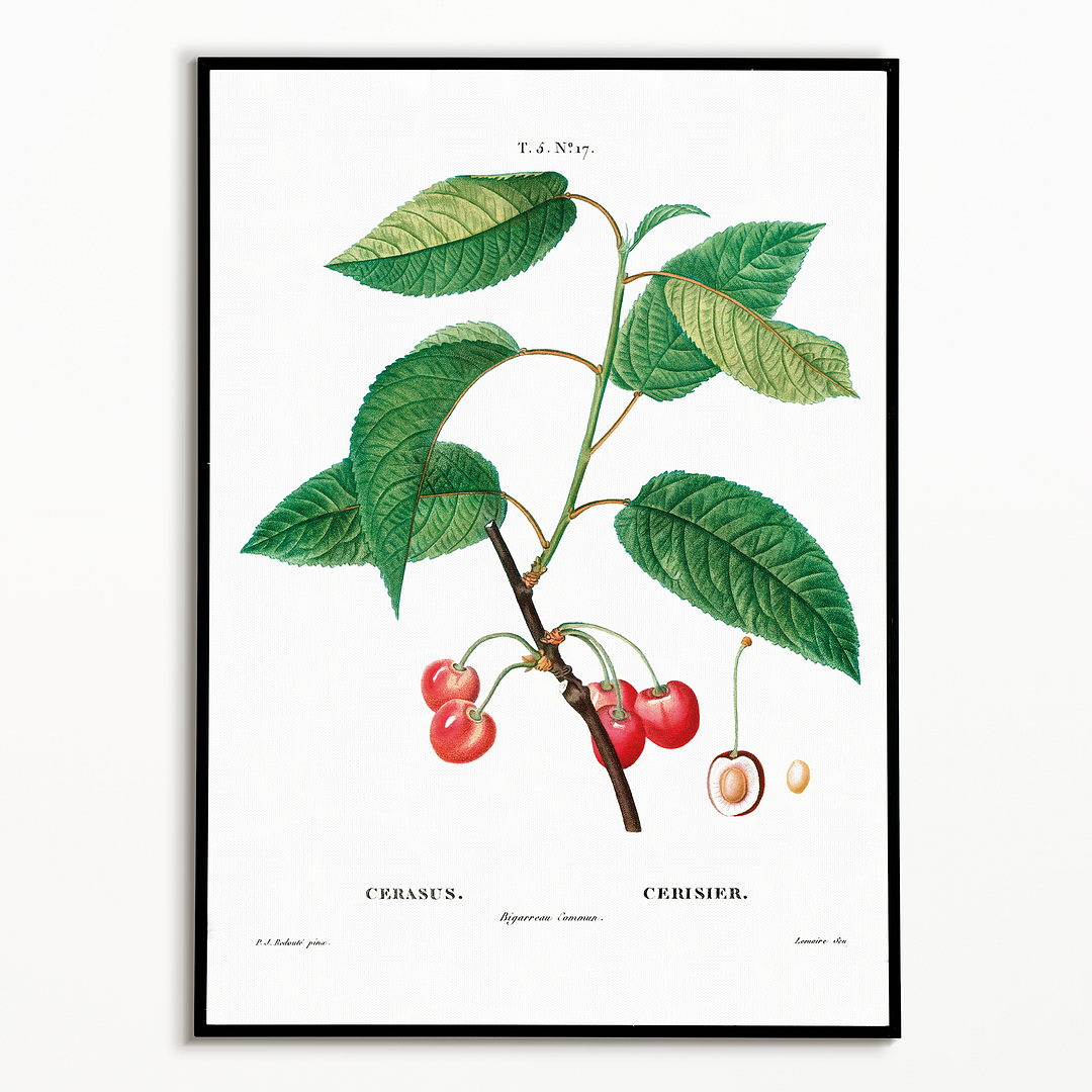 Cherry By Pierre-Joseph Redouté - Art Print