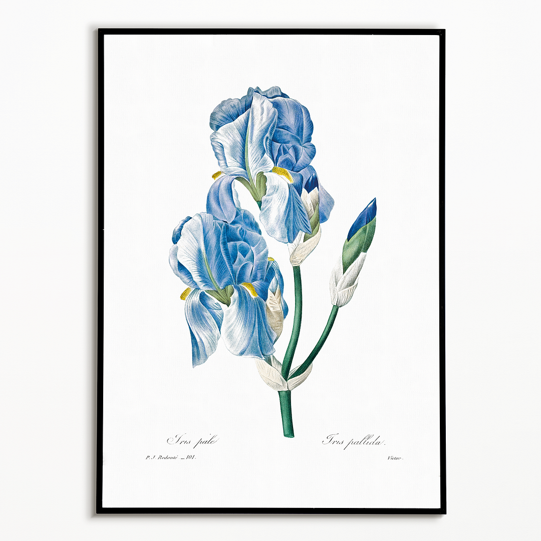 Iris Pallida By Pierre-Joseph Redouté - Art Print